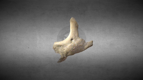 cigom tico cigomático hueso comprar realeza gratis 3d modelo anatomía humano gonzalo Matzner odontologia odontólogo cráneo huesos buesos craneo 3d print model - Mito3D
