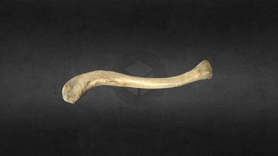 clavicola acquistare royalty gratuito 3d modello anatomia umano gonzalo tiznado ossatura 3d print model - Mito3D