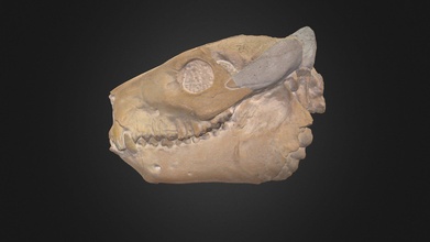 cmnh 10288 merycoidodon gracilis - 3d model cleveland museum natural history cf0a58b 3d print model - Mito3D