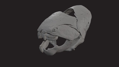 cmnh 6090 Dunkleosteus toprak 1 6 ölçek satın almak telif Bedava 3d model Cleveland müze doğal Tarih scan fosil paleontoloji örnek printing Devoniyen 3d print model - Mito3D