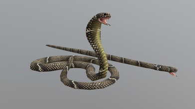 cobra snake - buy royalty free 3d model 3dlowpoly ac89870 3d print model - Mito3D