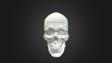 complete human skull - 3d model ubc medicine educational media ubcmedvid 1d796de 3d print model - Mito3D