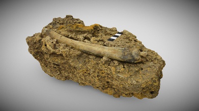 Konglomerat fossilen Knochen Känguru 3d Modell uq school earth environmental sciences sieht 0cde743 3d print model - Mito3D