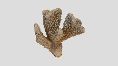 coral skeleton - pocillopora spp buy royalty free 3d model smiller miller da49d69 metashape agisoft photogrammetry coral-skeleton 3d print model - Mito3D