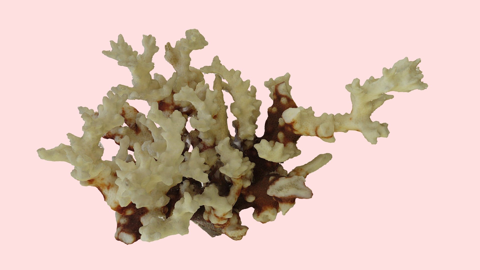 coral skeleton 2 - download free 3d model sara carena saracarena1 957999a 3D print model - Mito3D