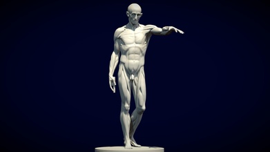corcho Houdon versión 1 comprar realeza gratis 3d modelo davida davidv anatomía dibujo ecorche 3d print model - Mito3D