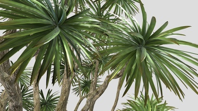 cordyline australis 'red star' cabbage tree - buy royalty free 3d model chandrarati 2868bf7 3d print model - Mito3D
