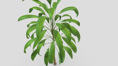 Cordyline Petiolaris 3d Pflanze Kaufen Lizenzgebühren frei Modell chandrarati 1eb0717 3d print model - Mito3D