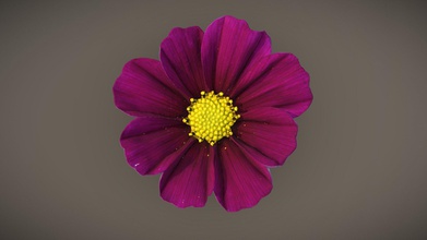 cosmos flower - download free 3d model thesidekick a7b2449 3d print model - Mito3D