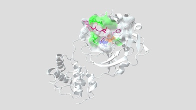 covid-19 main protease inhibitor n3 - 3d model emmah emmahwindley a6aa90f shows one half homodimer mpro virus responsible current global pandemic plays critical role proteolytic catalysis causing activation viral rna replicatory machinery allowing completion infectious lifecycle reason currently very attractive target potential antiviral drug therapies world races curb spread coronavirus shown bound suicide key interactions allow binding facilitate inactivation highlighted 3d print model - Mito3D