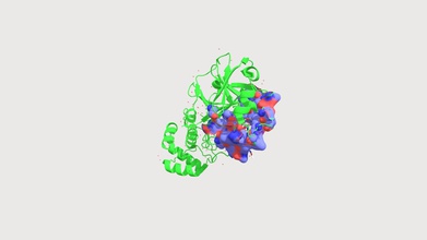 covid-19 protease n3 inhibitor bound - 3d model maddy mcvie maddymcvie 33d1179 has been source global pandemic since late 2019 time writing 16 05 20 infected over 45 million claimed 307 000 lives csse jhu 2020 caused quarantining procedures level scale most haven t seen their lifetimes almost every country world rna virus requires proteases vital enzyme many viruses have host cell translate entire genome one long polypeptide form all proteins needs stuck together end would very much struggle achieve its goal replicating itself infecting new workaround use make efficient strategy employing services cleave out useless break chain into individual specific structures roles 3d print model - Mito3D