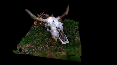 cow skull - buy royalty free 3d model christophemerkle christophemerkle1 54bfe08 3d print model - Mito3D
