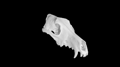 coyote skull - download free 3d model eric bauer ebauer4 84af567 3d print model - Mito3D