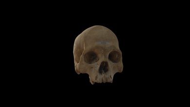 cr neo humano homo sapiens - modelo 3d shiro alegomez 41338e6 obtenido por fotogrametr perteneciente las colecciones osteolog faculdade biolog universidade de habana autor alejandro jos g mez-garc 3d print model - Mito3D