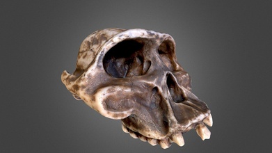 cráneo 3d modelo adelmo 8c0be39 3d print model - Mito3D