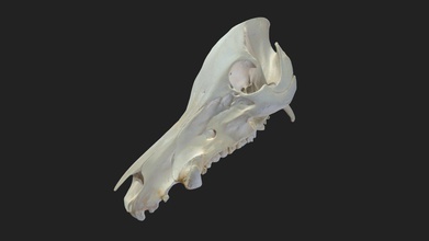 crânio porco - modelo 3d vetanatmunich 9bc1d58 3d print model - Mito3D