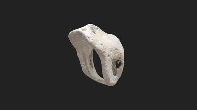 cricóide cartilagem cartilago cricoidea cão 3d modelo vetanatmunich fa14246 3d print model - Mito3D