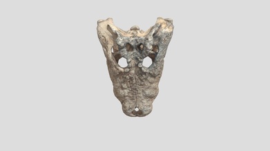 coccodrillo nilotico cranio 3d modello thorprogetto de85ee0 3d print model - Mito3D