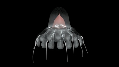 crown jellyfish coronatae - download free 3d model n- 4f357e9 3d print model - Mito3D