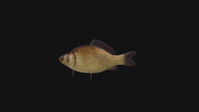 crucian fish animated model - buy royalty free 3d eugeneost 530773e 3d print model - Mito3D