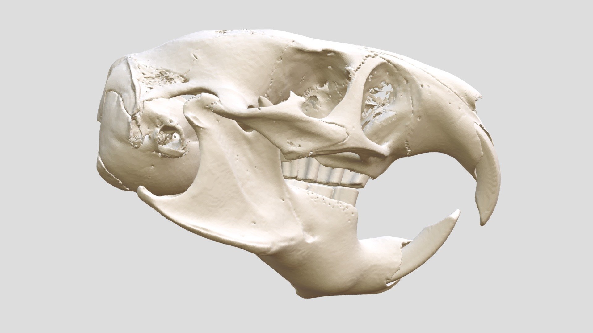 ctenomys steinbachi msb madre 55368 3d modello funcqee 5ef8d24 3D print model - Mito3D