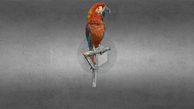 cuban macaw nhmw-zoo1-vs 50 796 - download free 3d model luciaavellis 5389a9a 3d print model - Mito3D