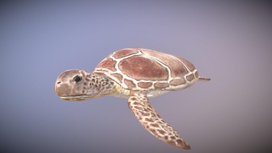 cute little turtle - kaufen Sie royalty-free-3d-Modell filip filiphansnyberg 1b5fbaf Meeresschildkröte aus blender cheers nette kleine Schildkröte 3d print model - Mito3D
