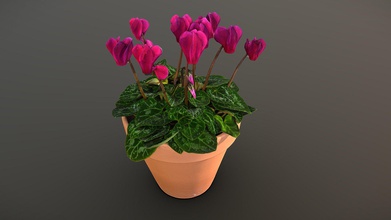 cyclamen plante acheter royalties libre 3d modèle thesidekick dec3faf 3d print model - Mito3D