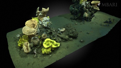 d1146 - sponge colonies sur ridge download free 3d model mbari 2532a12 3d print model - Mito3D