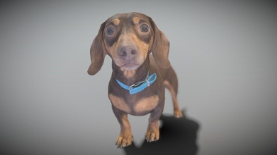 dachshund dog 11 - buy royalty free 3d model deep3dstudio 412ef53 3d print model - Mito3D