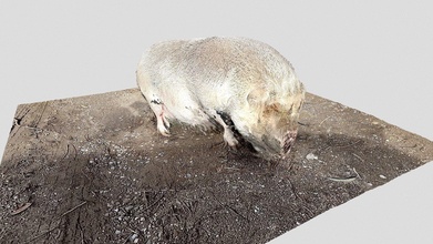 day 36 - pig 1scanaday download free 3d model edemaistre 2db5630 3d print model - Mito3D