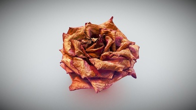 dead rose - object capture download free 3d model mtaesiri cf4d942 3d print model - Mito3D