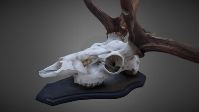 deer skull 3d-scanned - buy royalty free 3d model adam kaminski dekaminski da83a1c 3d print model - Mito3D