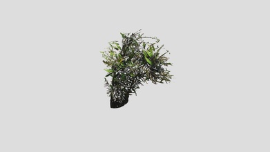 Dendrobium moniliforme download frei 3d Modell light box 5793070 3d print model - Mito3D