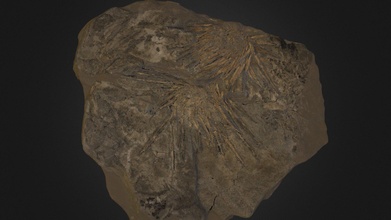 deni kestanesi fosi li - 3d model fossils conqueror78 a8cf90b 3d print model - Mito3D