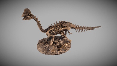 Dinozor fosil heykel satın almak telif Bedava 3d model yüksek Sierra highsierra3d bebek fotogerçekçi tarihi 3dscanning fotogrametri dinozorlar Kretase fotogrametrik arkeoloji scan printing fotoğraf taraması 3d print model - Mito3D