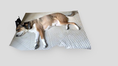 cão cama Varredura 2 baixar livre 3d modelo franco 22aabe5 3d print model - Mito3D