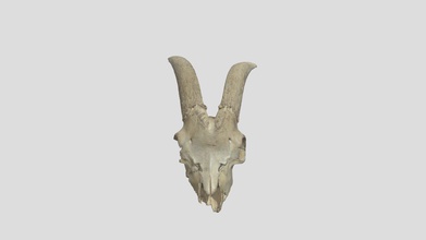 capra domestica cranio scarica gratis 3d modello risd laboratorio natura risdnaturelab eb092a1 3d print model - Mito3D