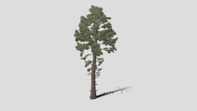 douglas fir tree - buy royalty free 3d model datec studio 321a453 3d print model - Mito3D