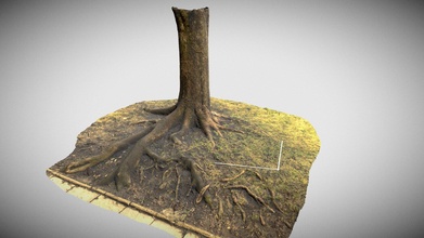 drzewo korzenie tree roots - download free 3d model sowa34 7 947a2c7 3d print model - Mito3D