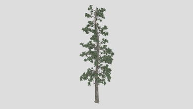 orientale bianca pino albero acquistare royalty gratuito 3d modello datec studio 3930f34 3d print model - Mito3D