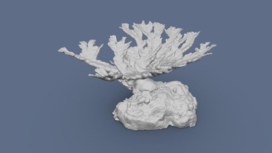 elkhorn coral 3d printing low resolution - download free model california academy sciences viz studio vizstudio b980e64 printable used curacao scene morrison planetarium show expedition reef https wwwcalacademyorg exhibits expedition-reef originally constructed using photogrammetry photographs taken vanessa cara-kerr http reefpatrolcom scaled fit within 5&rdquo x volume 3d print model - Mito3D