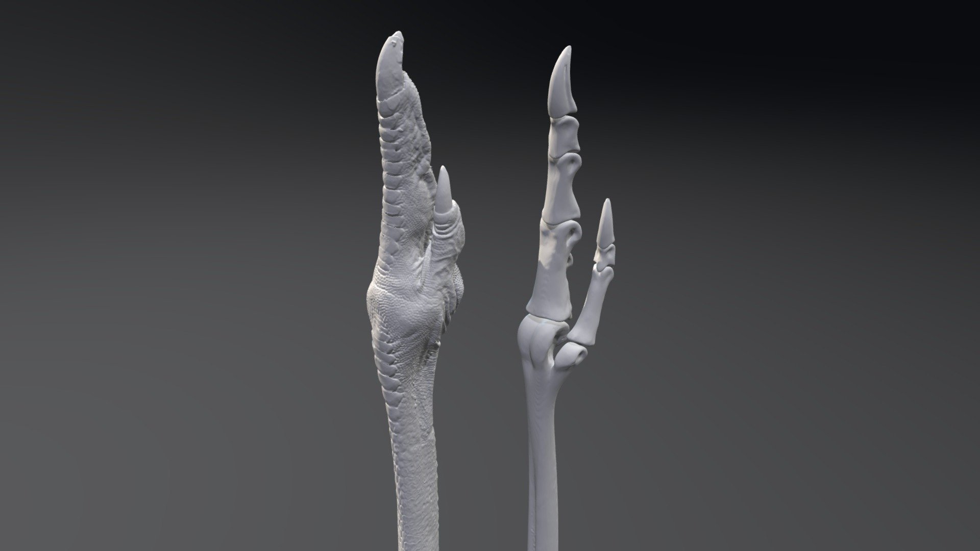 DAÜ ayak ct veri et kemikler satın almak telif Bedava 3d model Peterfalkingham pfalkingham1 iskelet kuş bodyscan kuşlar 3D print model - Mito3D