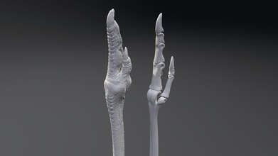 emu pé ct dados carne ossos Comprar realeza livre 3d modelo Peterfalkingham pfalkingham1 esqueleto pássaro varredura corporal pássaros 3d print model - Mito3D
