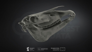 equus ferus tarpan - download free 3d model mammal institute pas poland mammalresearchinstitutepas 9d1c803 3d print model - Mito3D