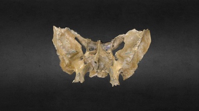 sfenoide osso hd acquistare royalty gratuito 3d modello anatomia umano gonzalo tiznado cranio ossatura craneo 3d print model - Mito3D