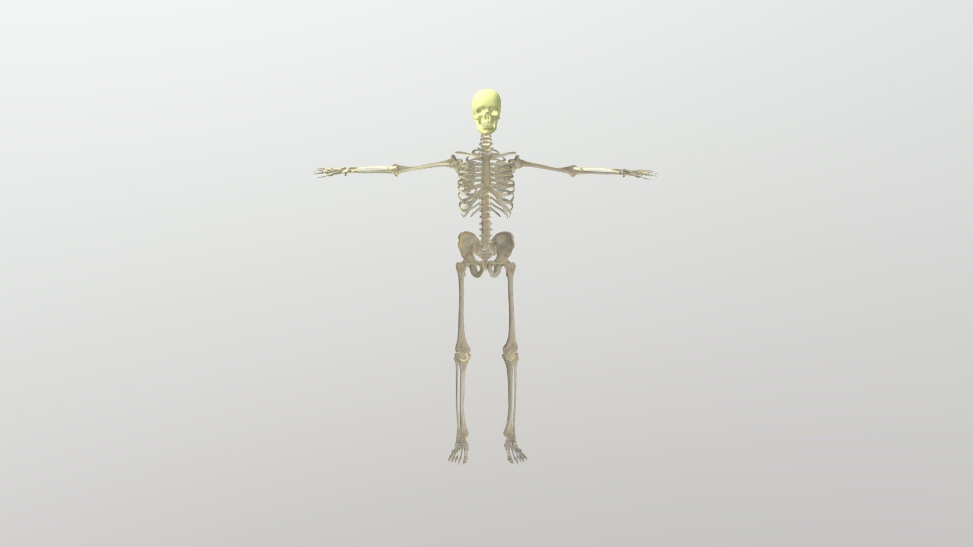 esqueleto - modelo 3d smarinzoovet 2957403 3D print model - Mito3D