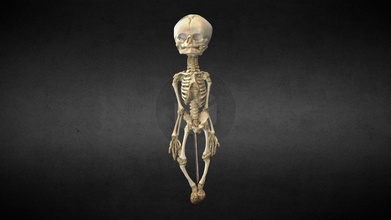scheletro neonato acquistare royalty gratuito 3d modello anatomia umano gonzalo tiznado cassa braccio Columna colonna vertebrale anca vertebra spalla ossatura 3d print model - Mito3D