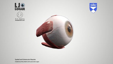 eyeball extra-ocular muscles - download free 3d model university dundee cahid anatomy b023a73 cornea extraocular eye cut uses transparency glossiness within sketchfab create final look materials created laura-jane logue https wwwljlogueartcouk emily m adams emadamsinccom tutorial decimation master zbrush material settings using 3d print model - Mito3D