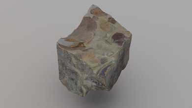 f siles braqui podos - 3d-Modell brayam oscar garvizu auza hadesbry 050659f virtualizaci n fosilizados dep sitos sedimentarios Letscho marino encontrados paz, Bolivien 3d print model - Mito3D